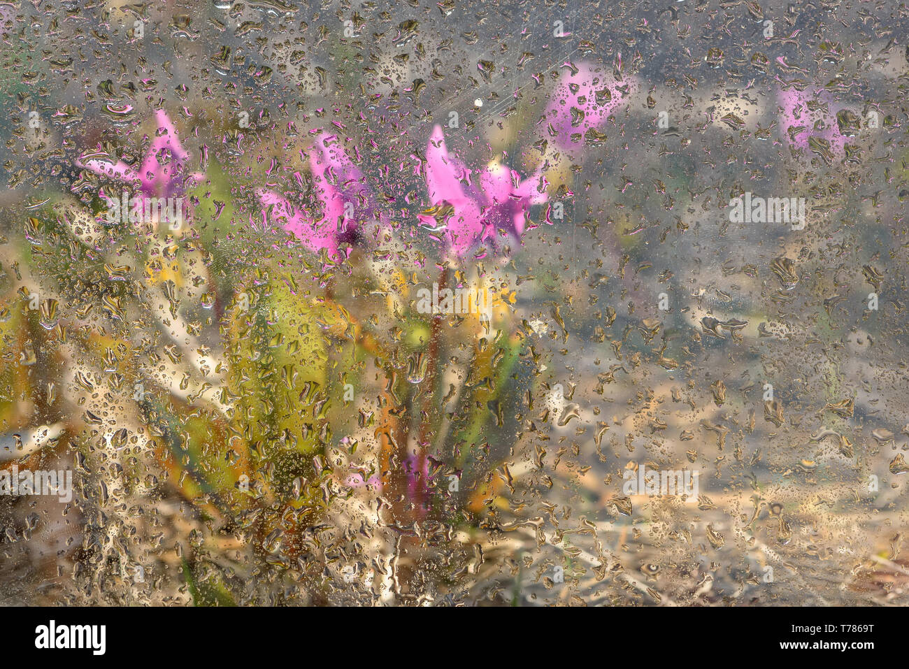 Abstract beautiful floral background with pink wild flowers of a dogtooth violet in a meadow close up through the glass with drops of rain Stock Photo