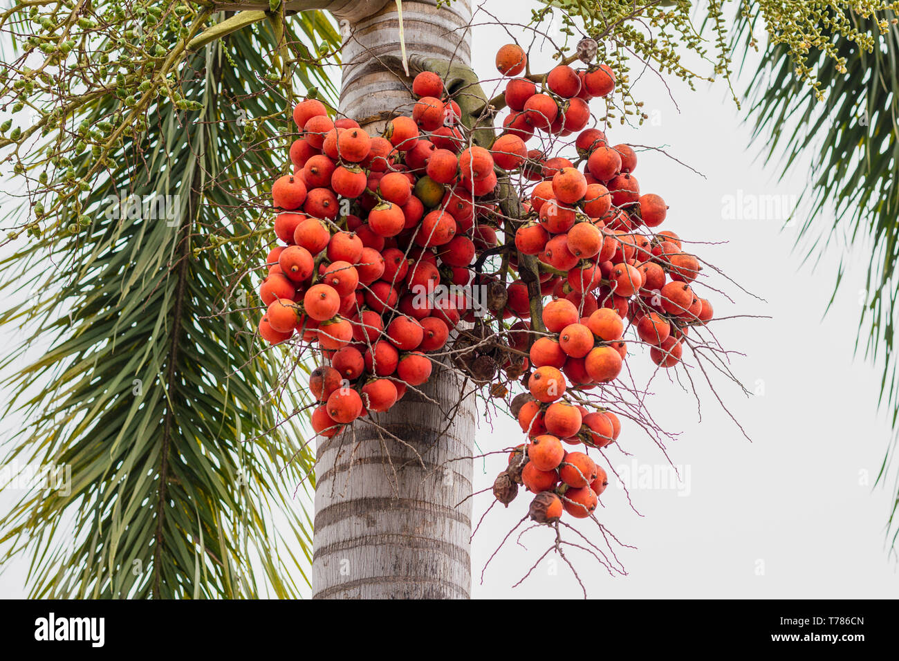 Palm fruit -ornamental decoration plant in gardens, Cyrtostachys renda Sealing wax palm, Lipstick Raja palm Stock Photo