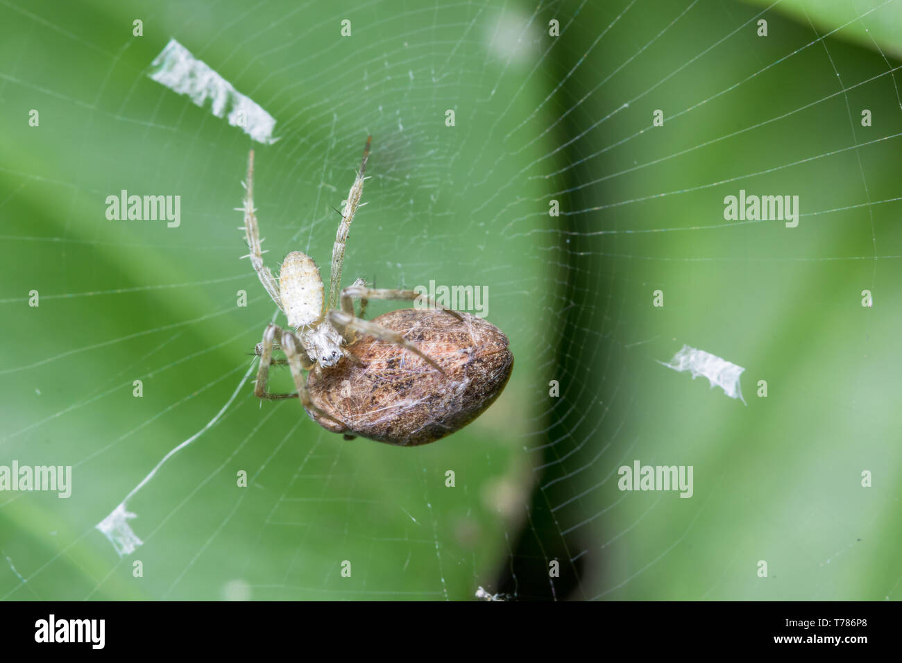 Macro spiders are laying eggs Stock Photo Alamy