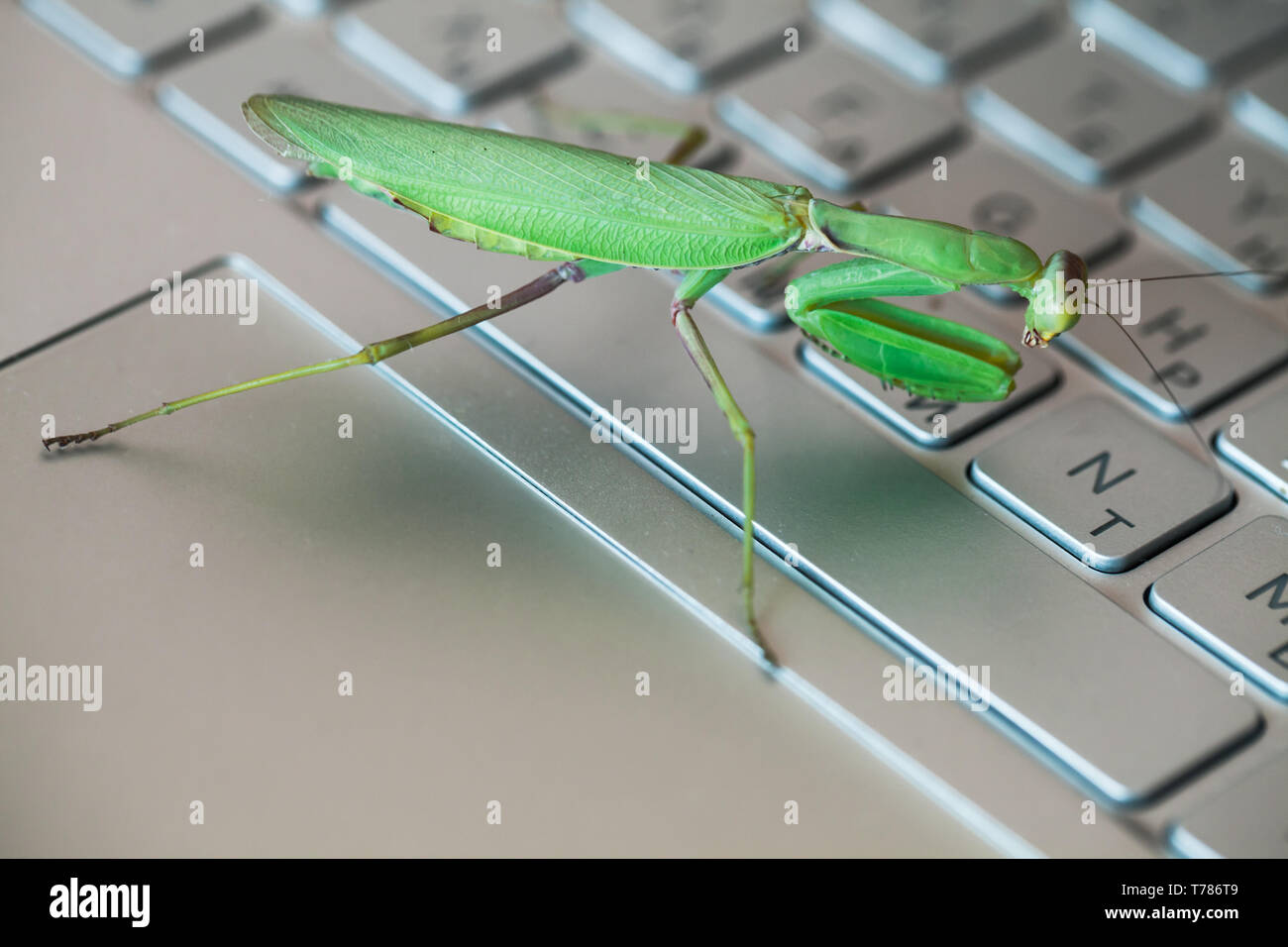 Software bug metaphor, green mantis is on a laptop keyboard with English and Russian letters Stock Photo