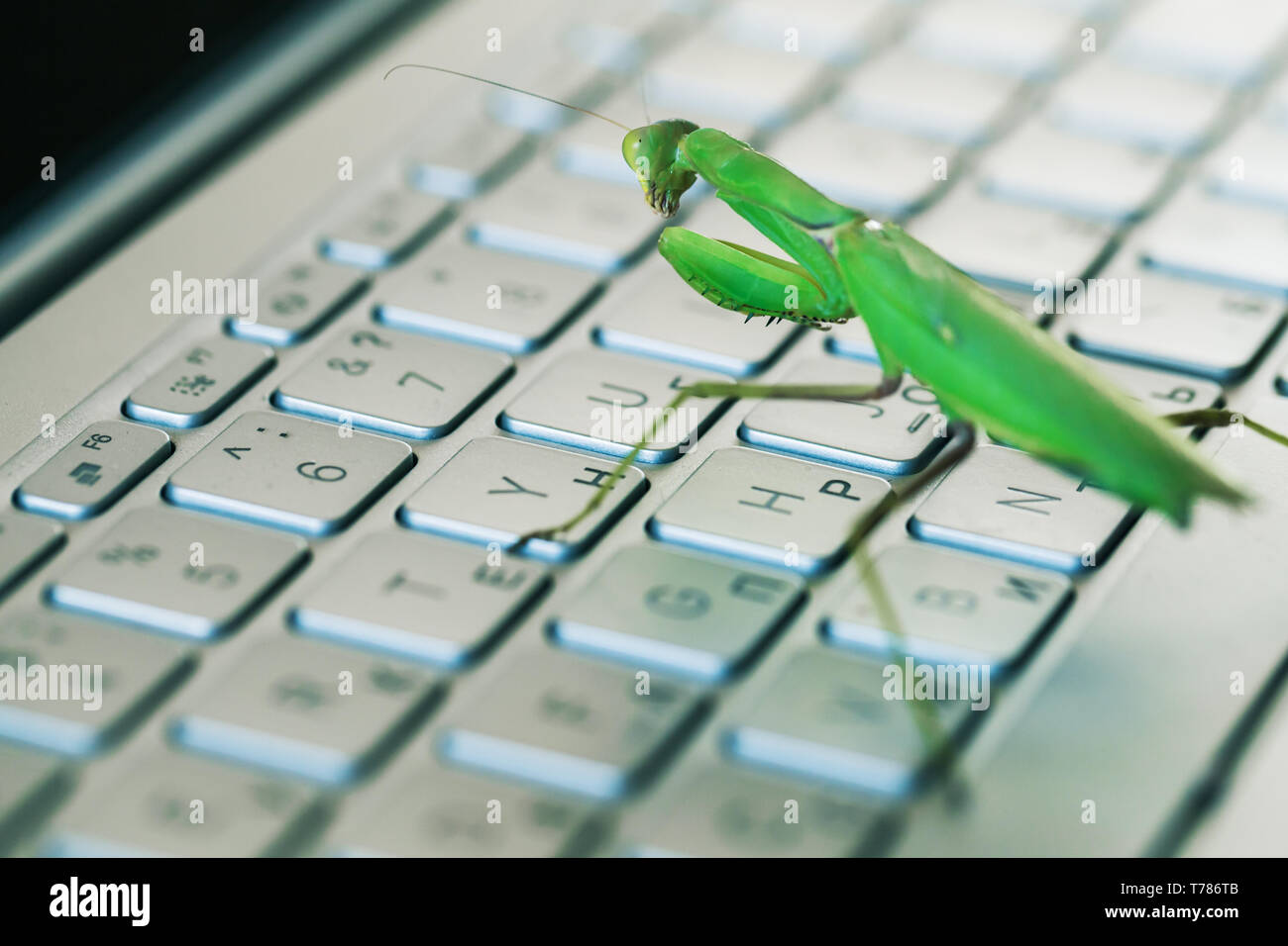 Software bug metaphor, mantis is on a laptop keyboard Stock Photo