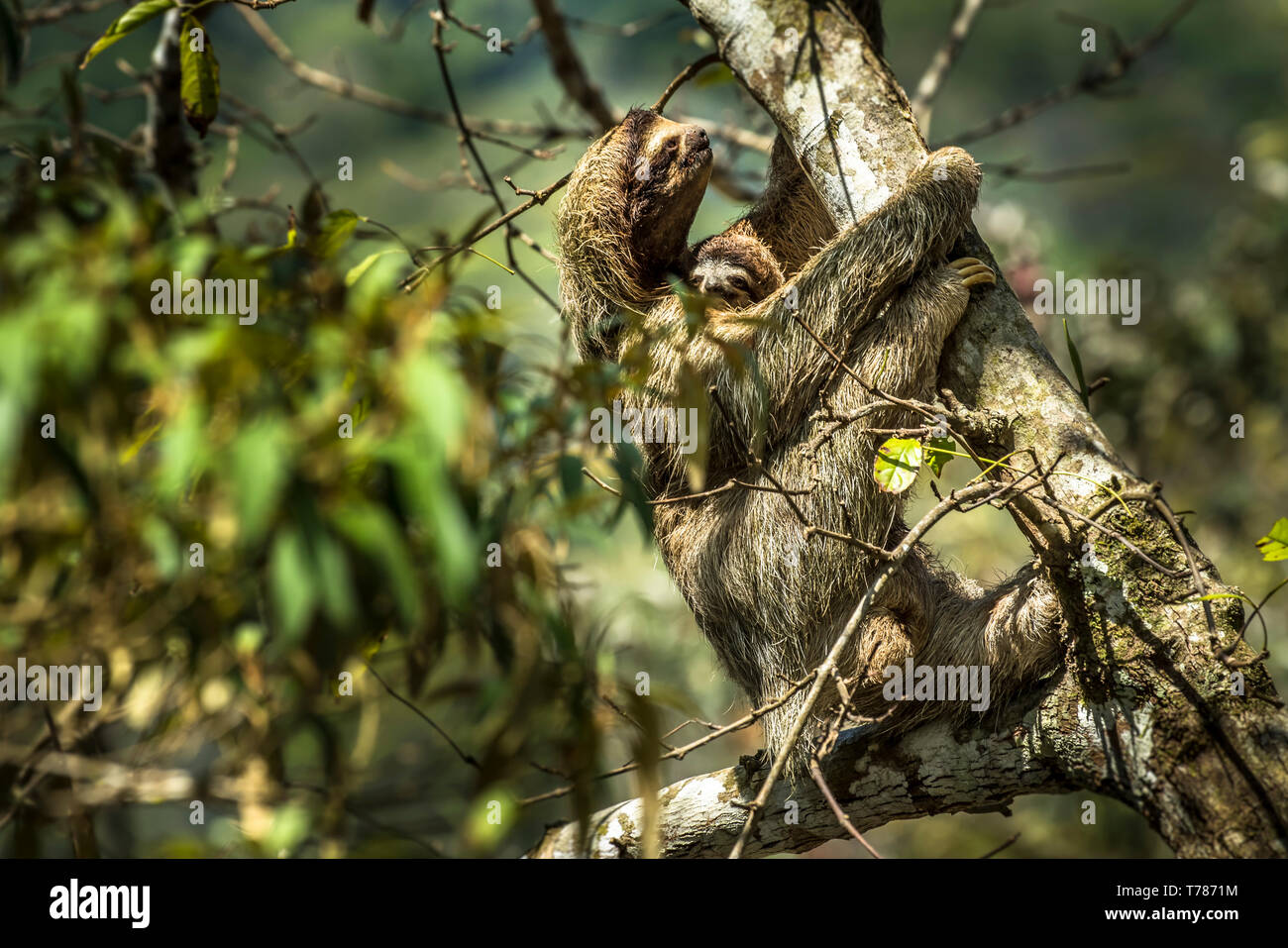 Three-toed sloth with her baby climbing in a tree Stock Photo