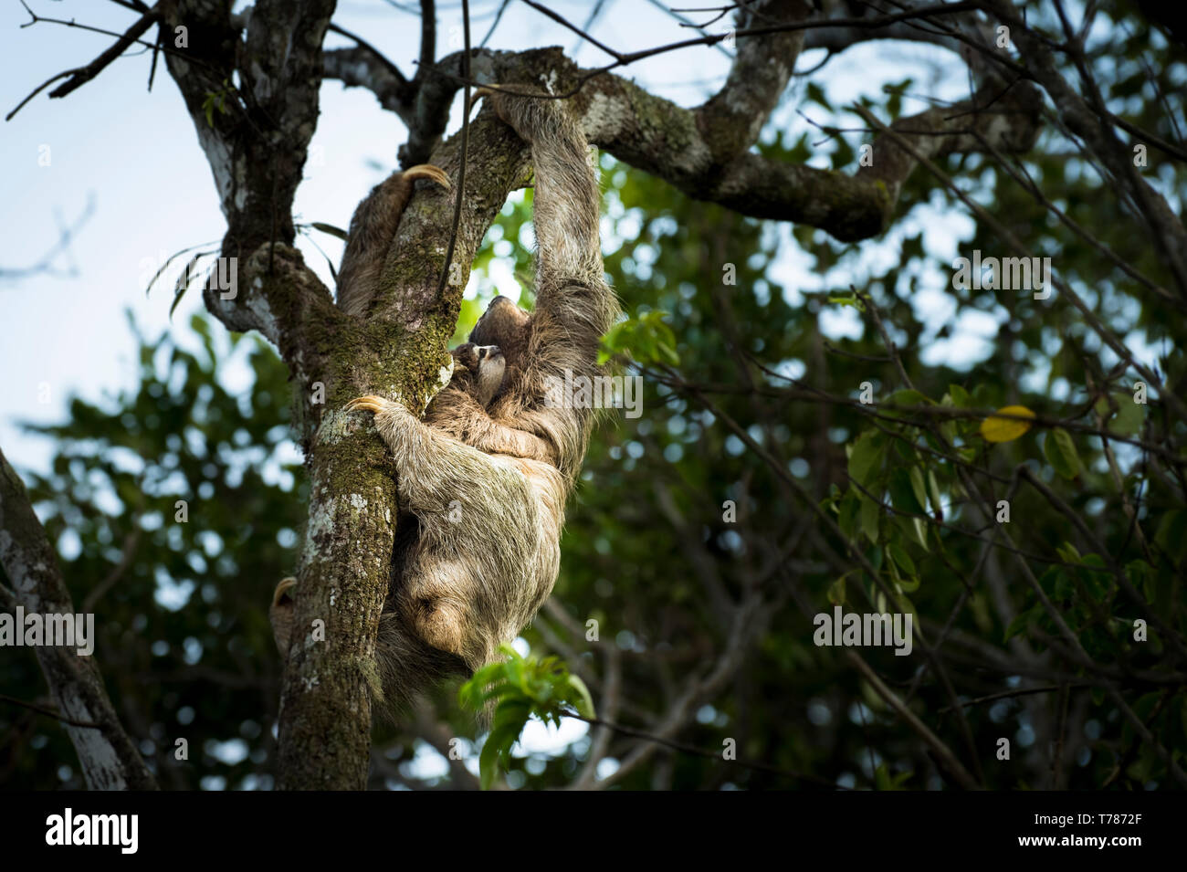 Three-toed sloth with her baby climbing in a tree Stock Photo