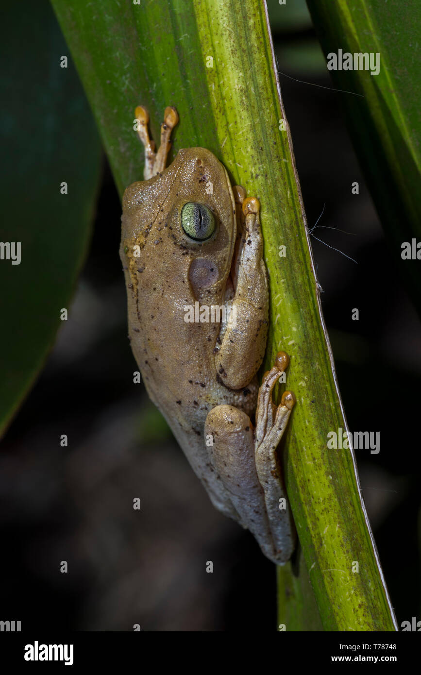 Withe tree frog on a green leaf Stock Photo