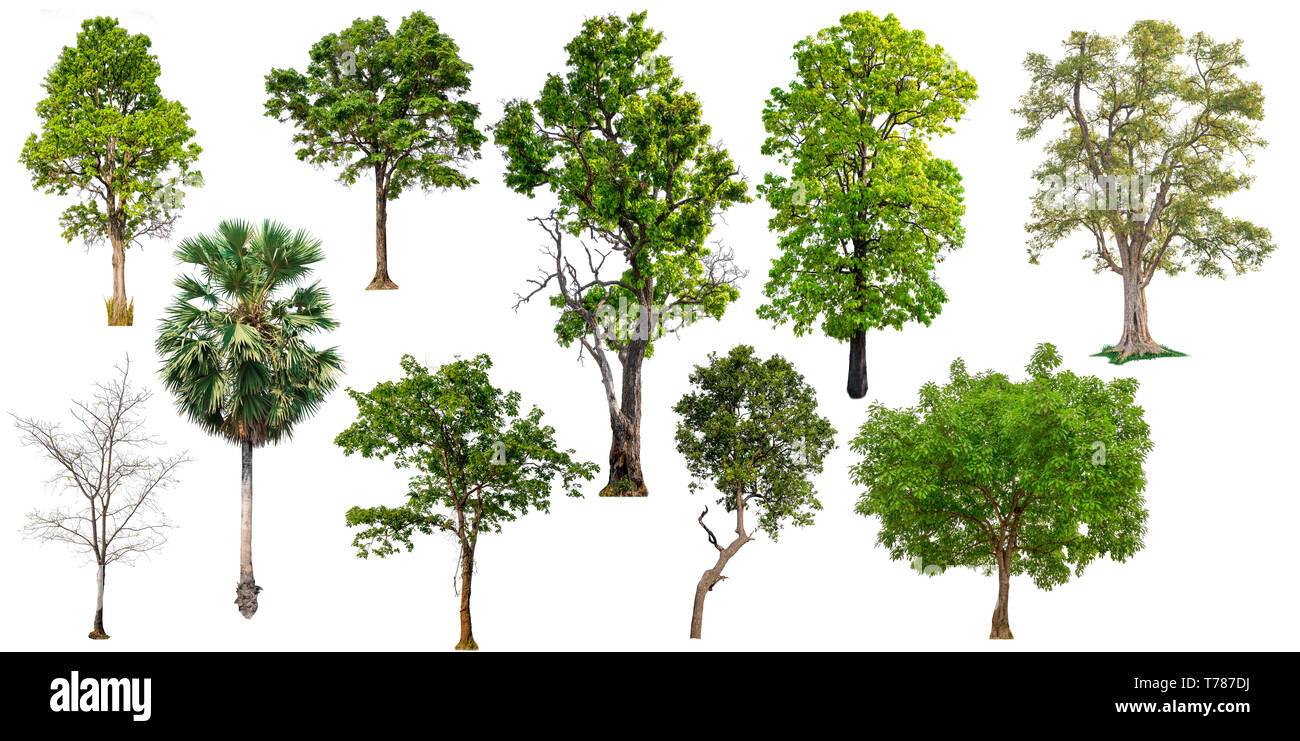 isolated big tree on white background, full resolution tree in big collection Stock Photo