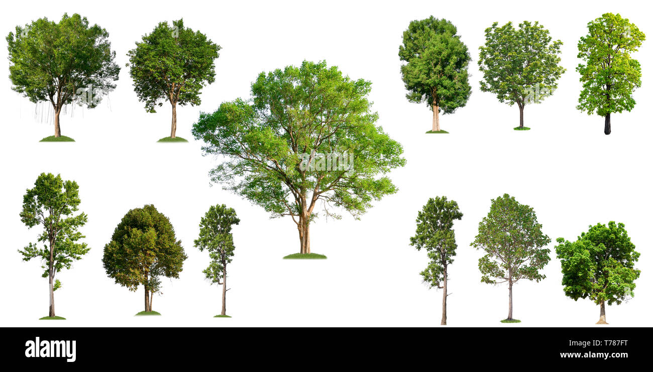 isolated big tree on white background, full resolution tree in big collection Stock Photo