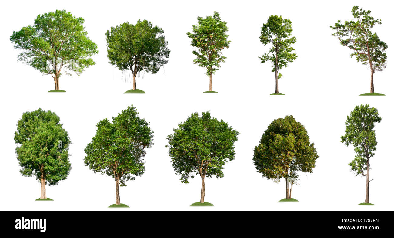 isolated big tree on white background, full resolution tree in big collection Stock Photo