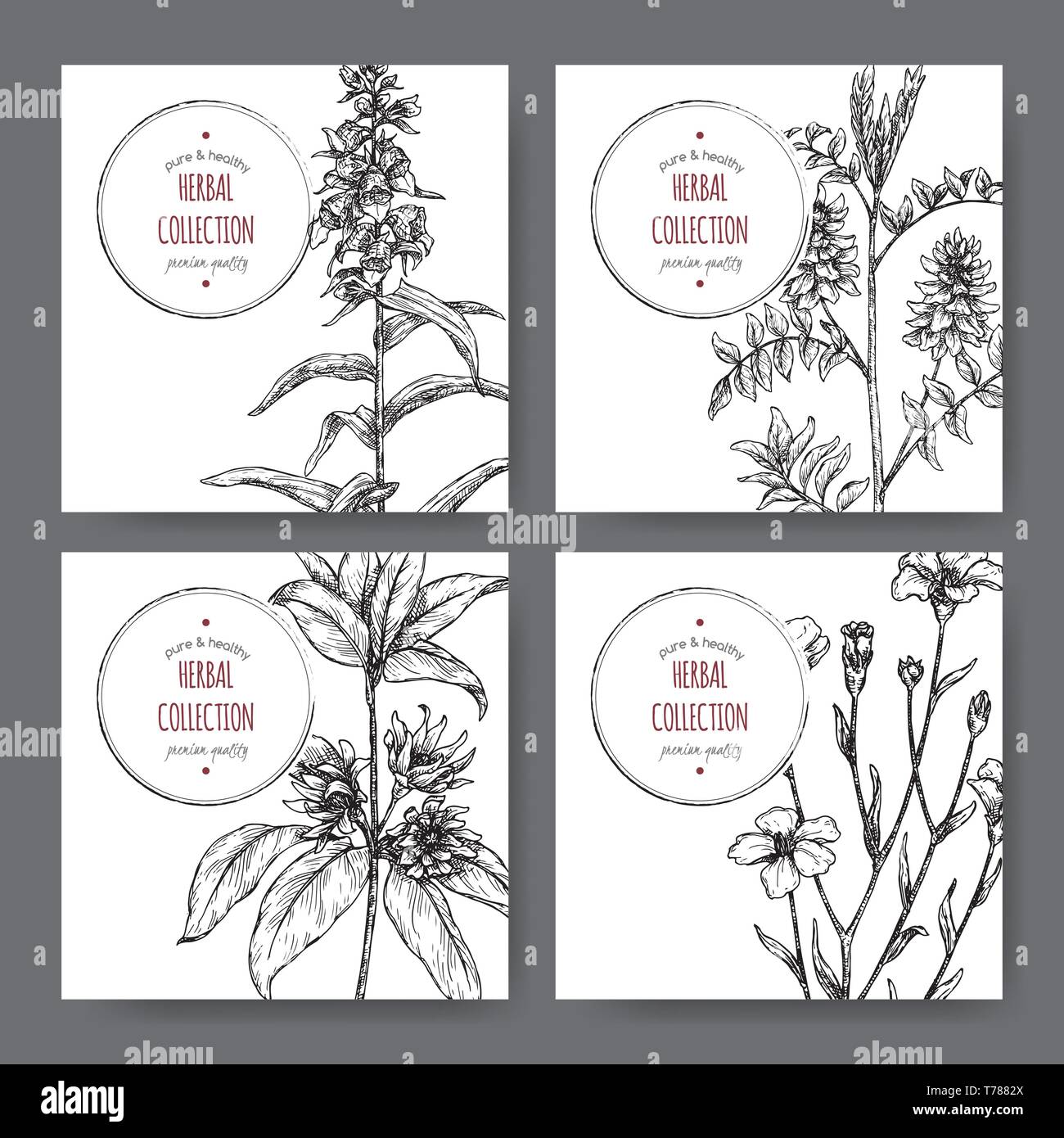 Four labels with star anise or badiane, liquorice, Digitalis and common flax sketch. Stock Vector