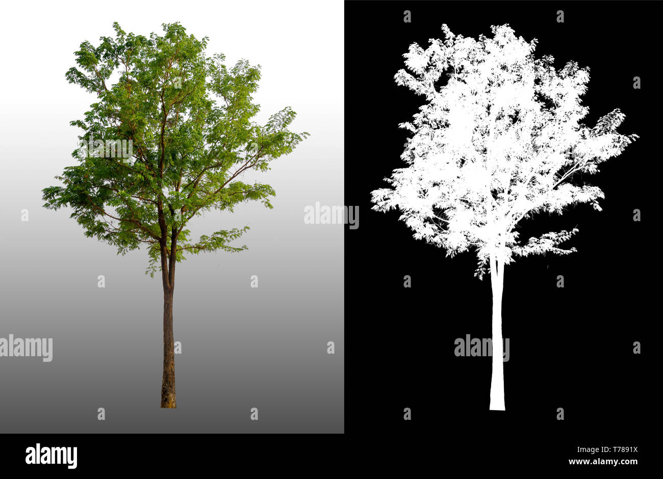 single tree with clipping path and alpha channel Stock Photo - Alamy