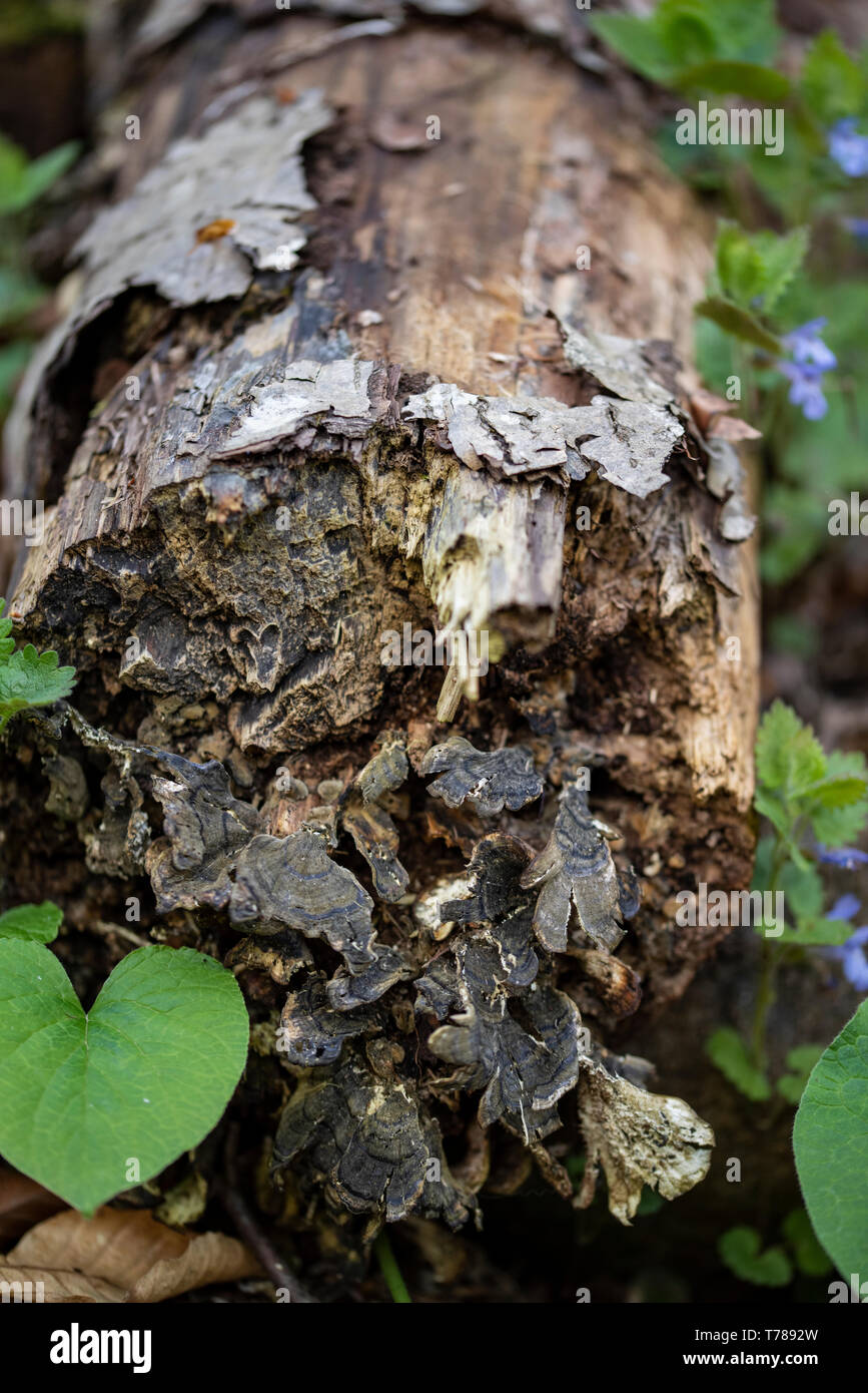 Tree Trunk with Fungus Close Up with fresh green plants growing up Stock Photo