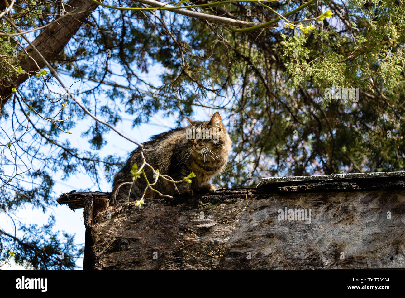 A cat walking on a shed roof during late spring Stock Photo Alamy