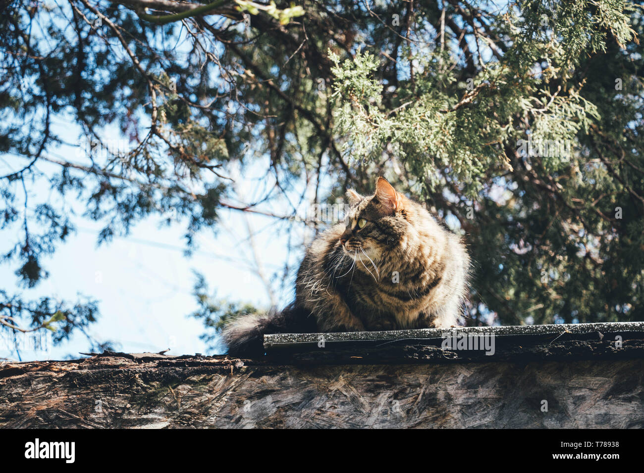 A cat walking on a shed roof during late spring Stock Photo Alamy