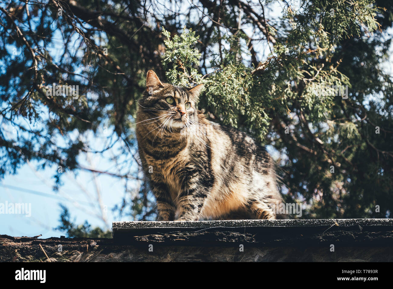 A cat walking on a shed roof during late spring Stock Photo Alamy
