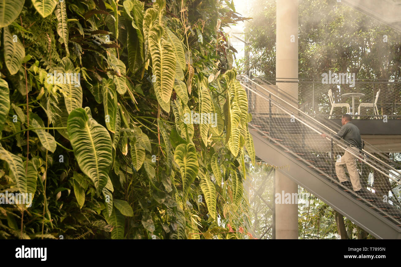 Maidenhair Fern detail, Amazon Spheres, glass domes built by