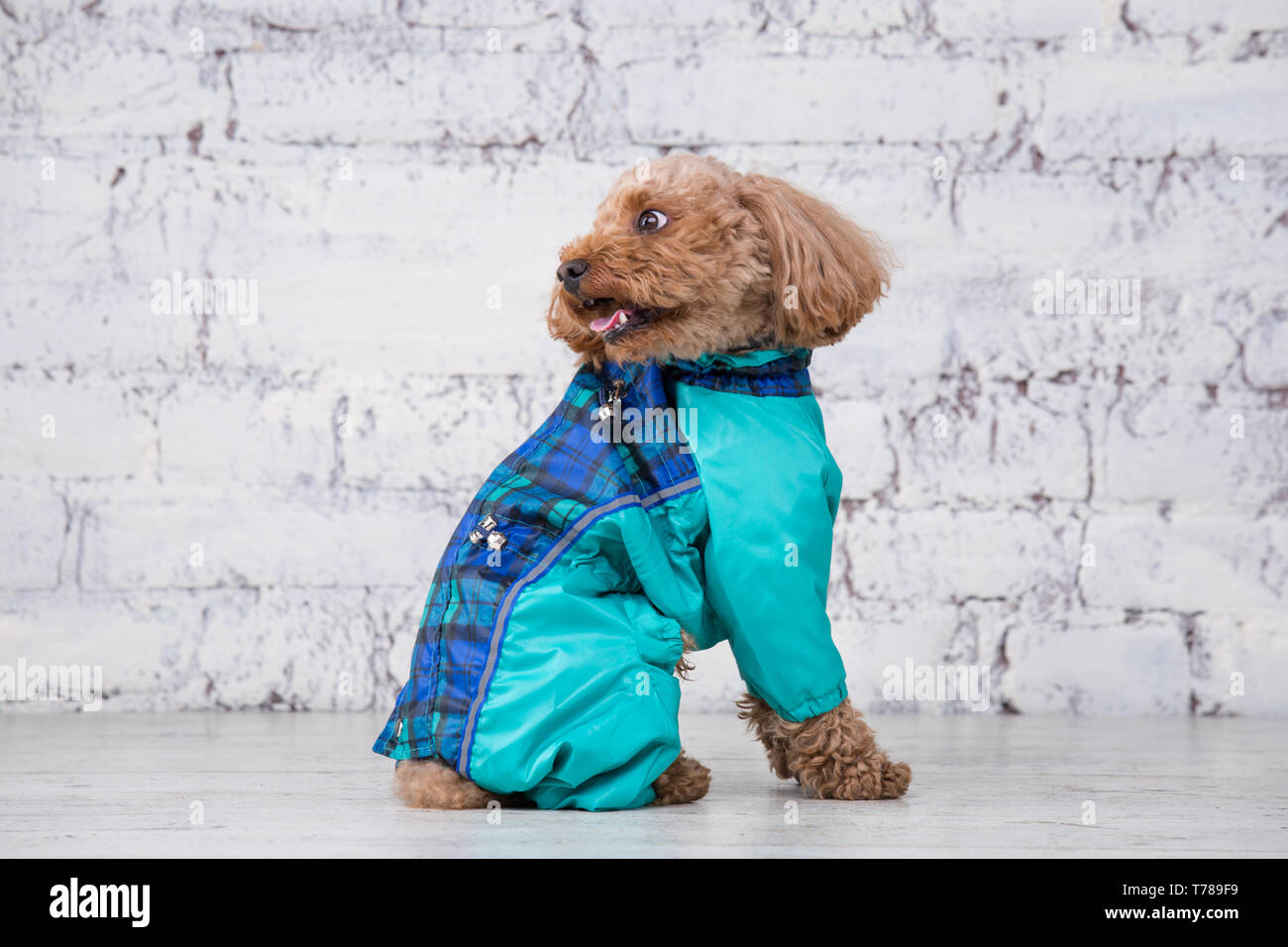 Small funny dog of brown color with curly hair of toy poodle breed posing in clothes for dogs. Subject accessories and fashionable outfits for pets. S Stock Photo