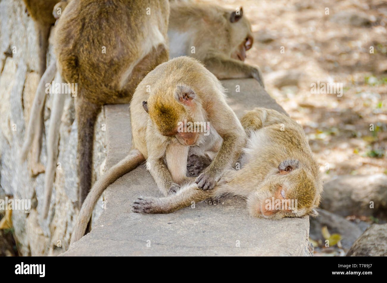 Monkey Mountain Stock Photos Monkey Mountain Stock Images