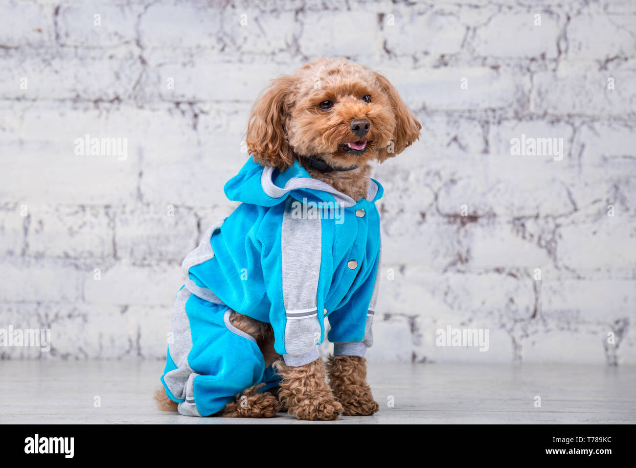 goldendoodle clothes
