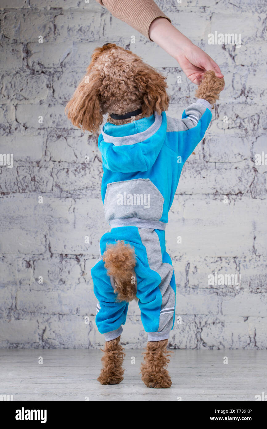 toy poodle pajamas