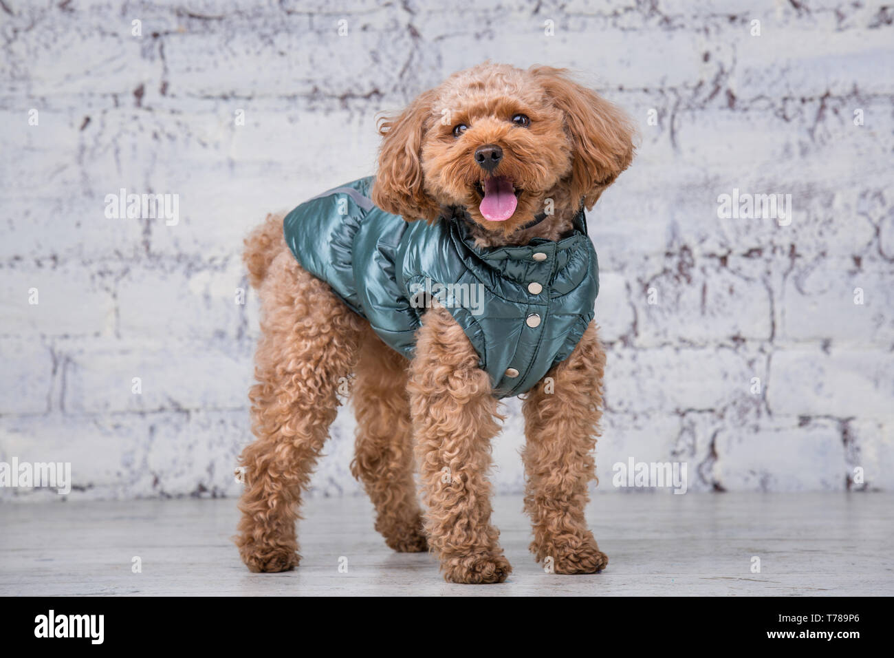 Poodle accessories on sale