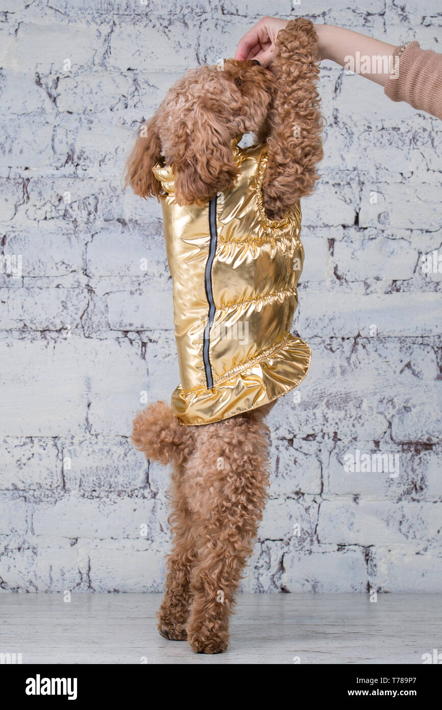 Small funny dog of brown color with curly hair of toy poodle breed posing in clothes for dogs. Subject accessories and fashionable outfits for pets. S Stock Photo