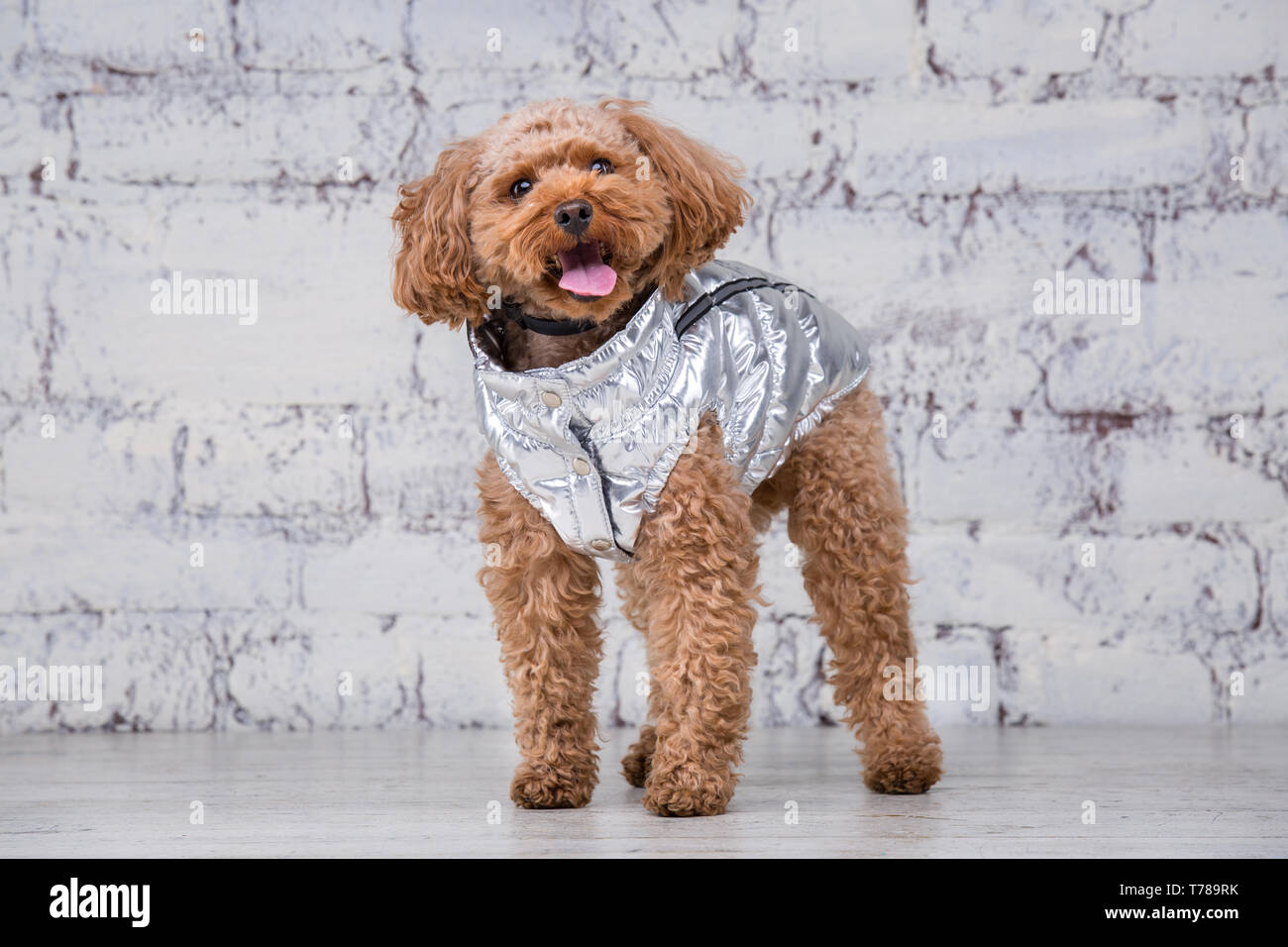 Small funny dog of brown color with curly hair of toy poodle breed posing  in clothes for dogs. Subject accessories and fashionable outfits for pets.  S Stock Photo - Alamy