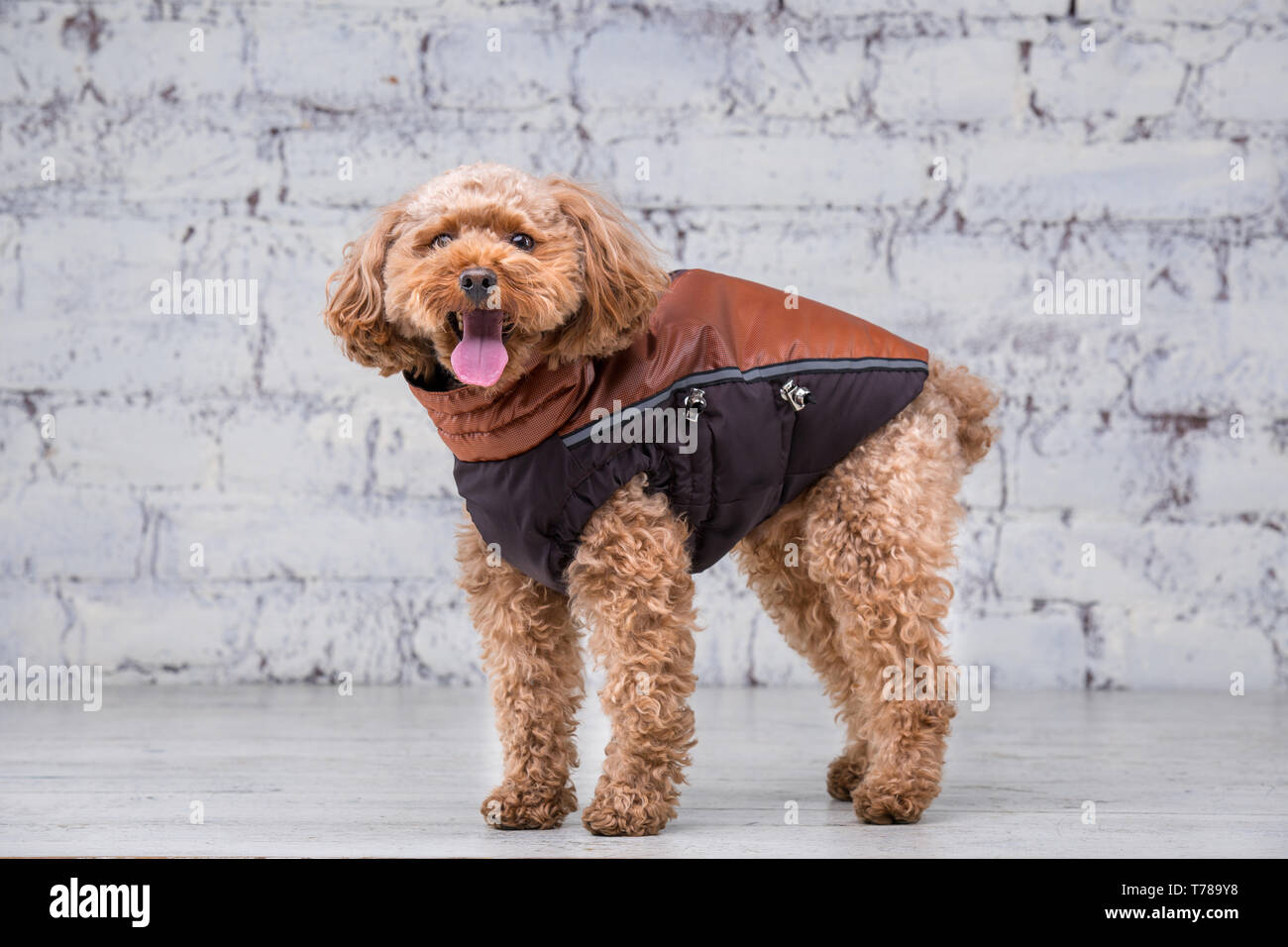 Toy breed best sale clothes