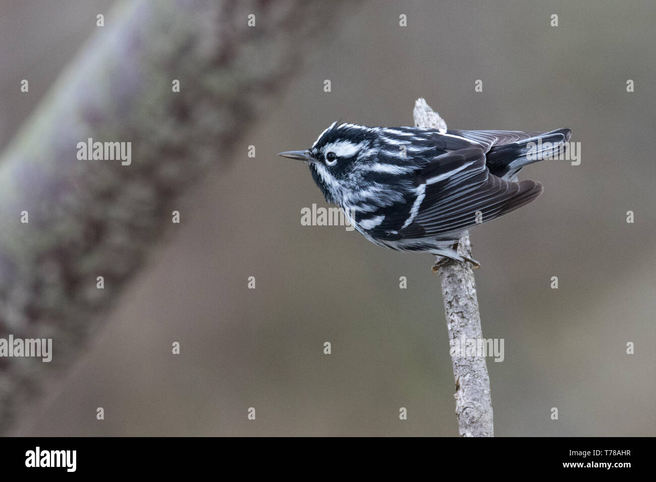 Black and White Warbler Stock Photo Alamy