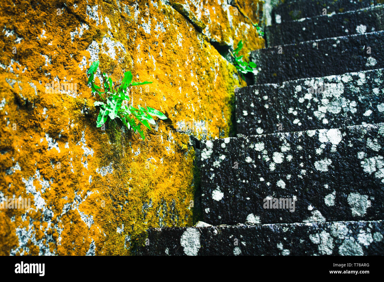 Mossy stairs hi-res stock photography and images - Alamy