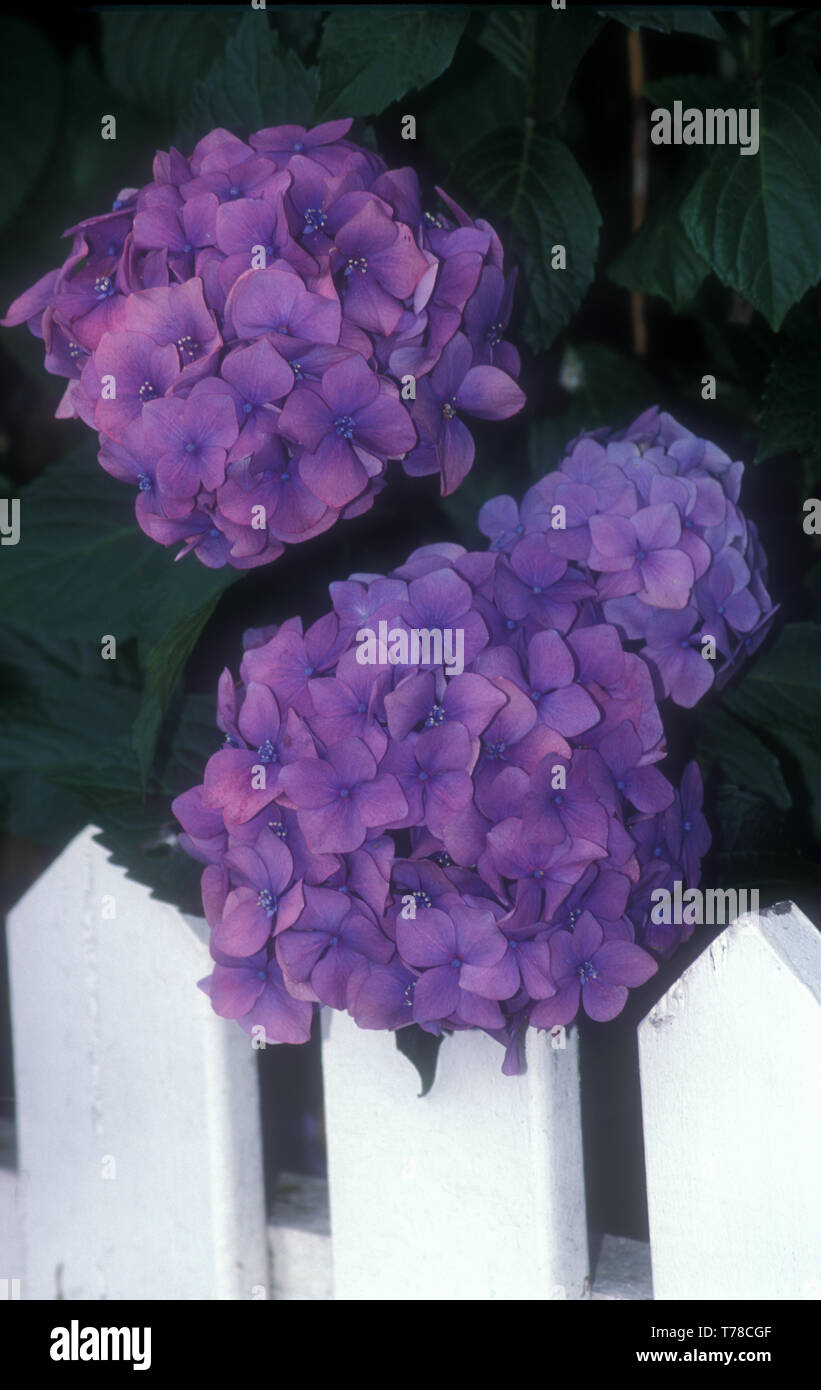 PURPLE HYDRANGEA BUSH GROWING INSIDE A WHITE PICKET FENCE Stock Photo