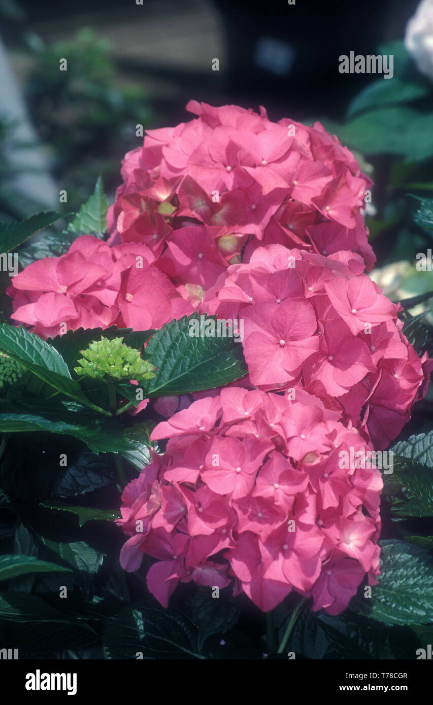 PINK HYDRANGEA MACROPHYLLA BUSH IN FULL BLOOM. Stock Photo