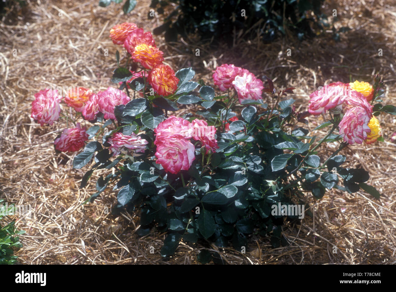 Mulching roses bush bushes hires stock photography and images Alamy