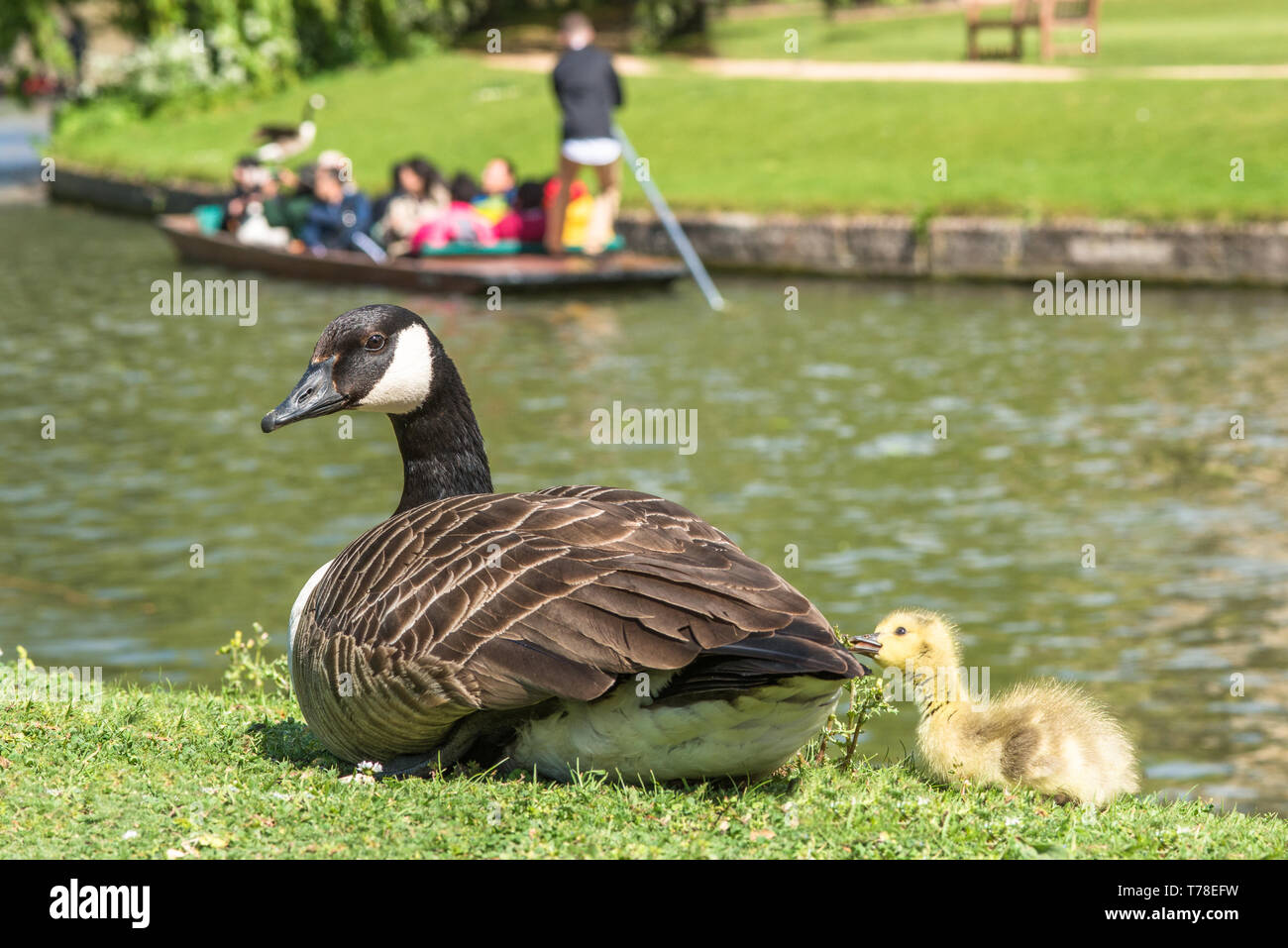 Canadian goose with newly born baby gosling on the banks of the river Cam with punting to the rear in the backs of Cambridge, England, UK. Stock Photo