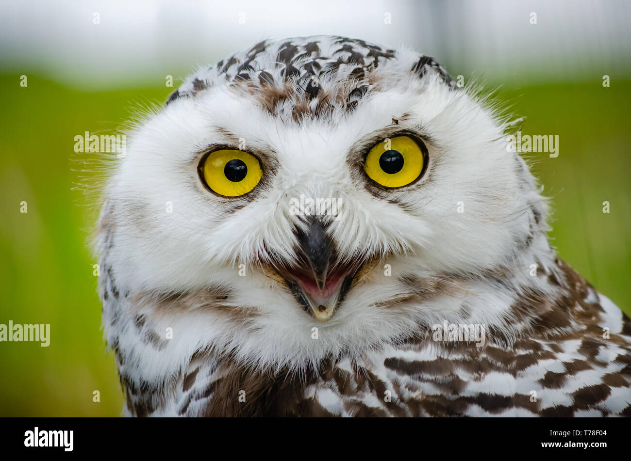 This image of a Snowy Owl (Bubo Scandiacus) was taken at Kingussie Highland Wildlife Park, Scotland.  The bird has impressive and mesmerising eyes. Stock Photo