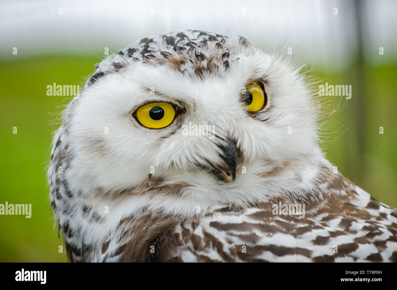 This image of a Snowy Owl (Bubo Scandiacus) was taken at Kingussie Highland Wildlife Park, Scotland.  The bird has impressive and mesmerising eyes. Stock Photo