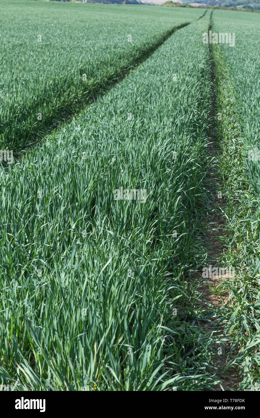 Tractor tyre tracks in an early cereal crop field [May]. Stock Photo