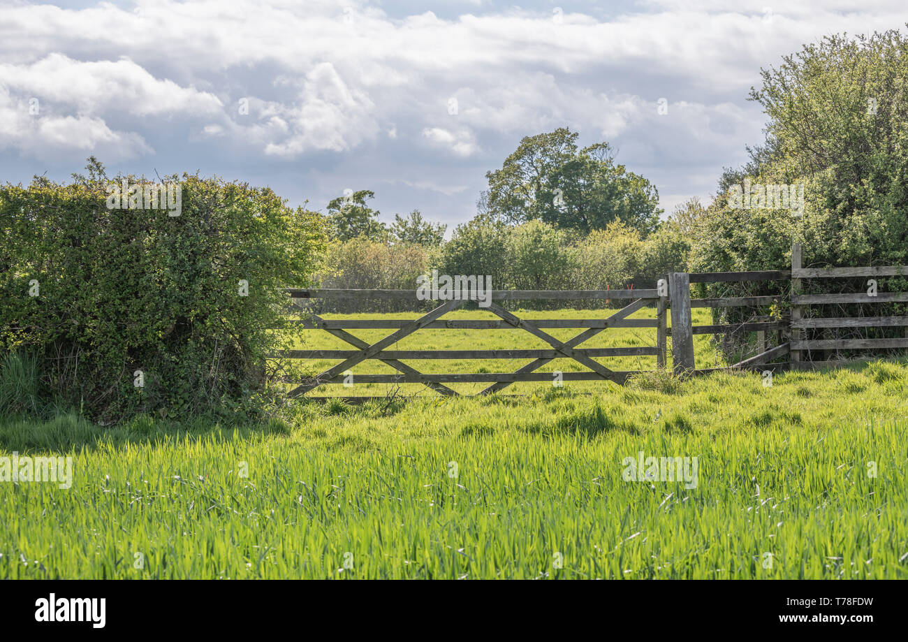 Gated entrance to field. Metaphor for UK agriculture and farming, but also restricted access, access denied, data security, closed gate. Stock Photo