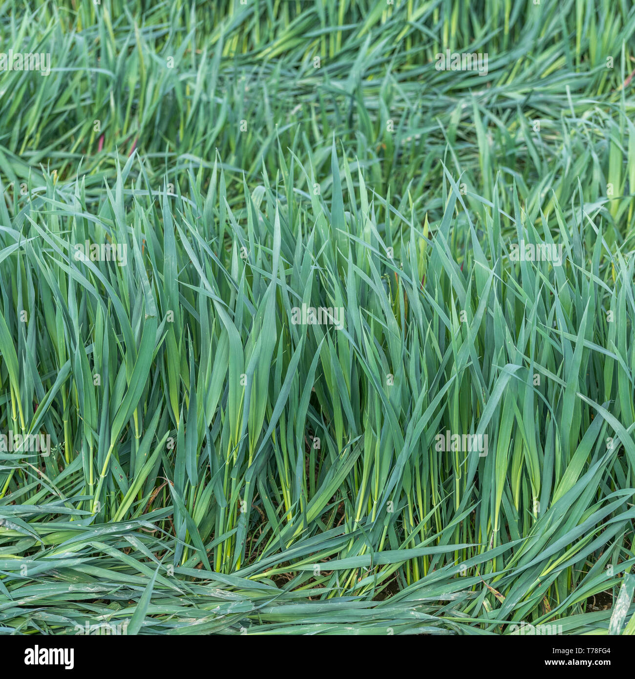 Luxuriant green leaves of a cereal crop growing in a field. Metaphor UK