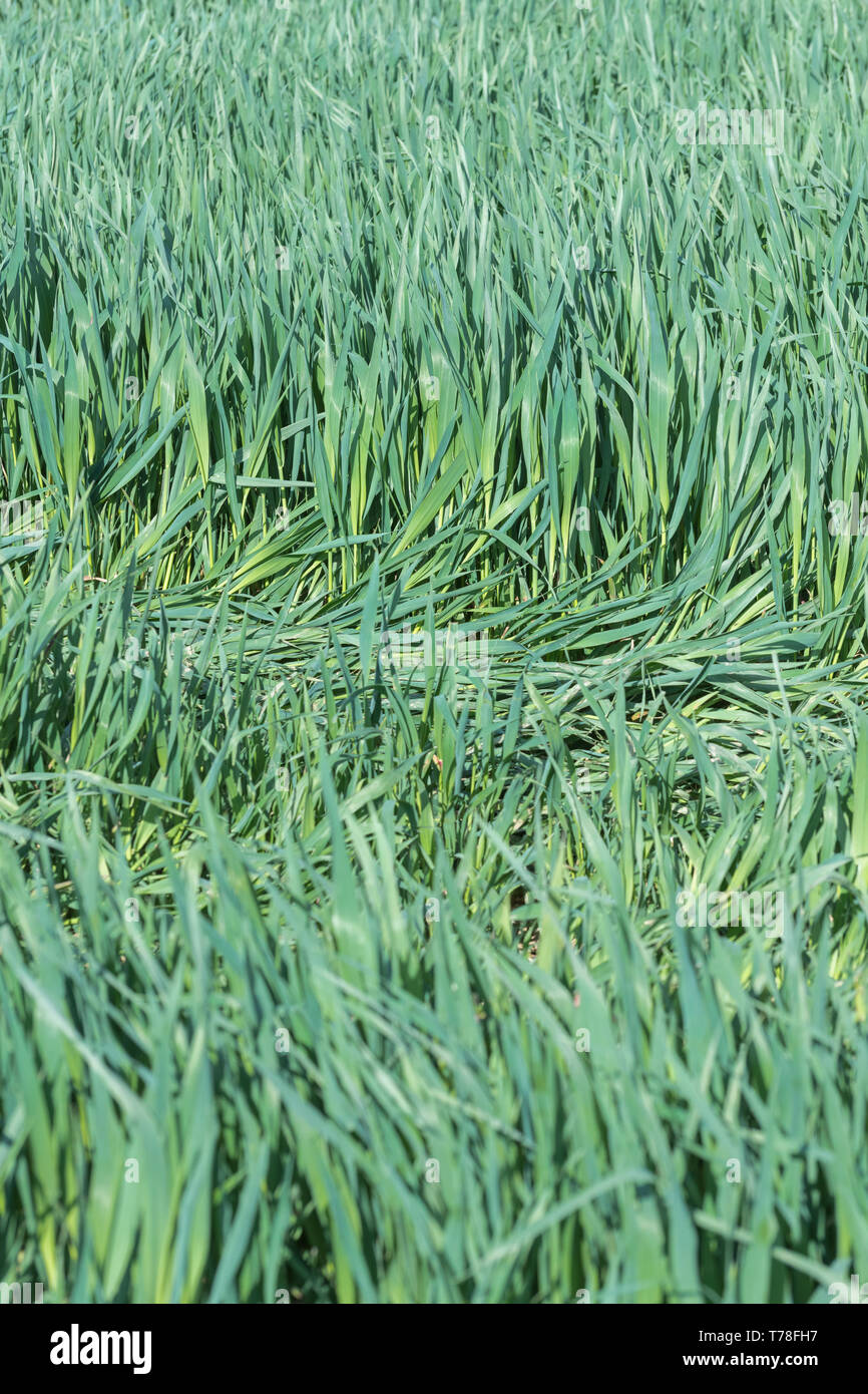 Luxuriant green leaves of a cereal crop growing in a field. Metaphor UK farming and agriculture, economic growth, green shoots. Stock Photo