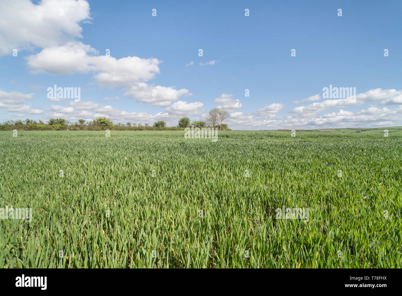 Cereal crop growing in field, set against blue sky. Metaphor UK farming