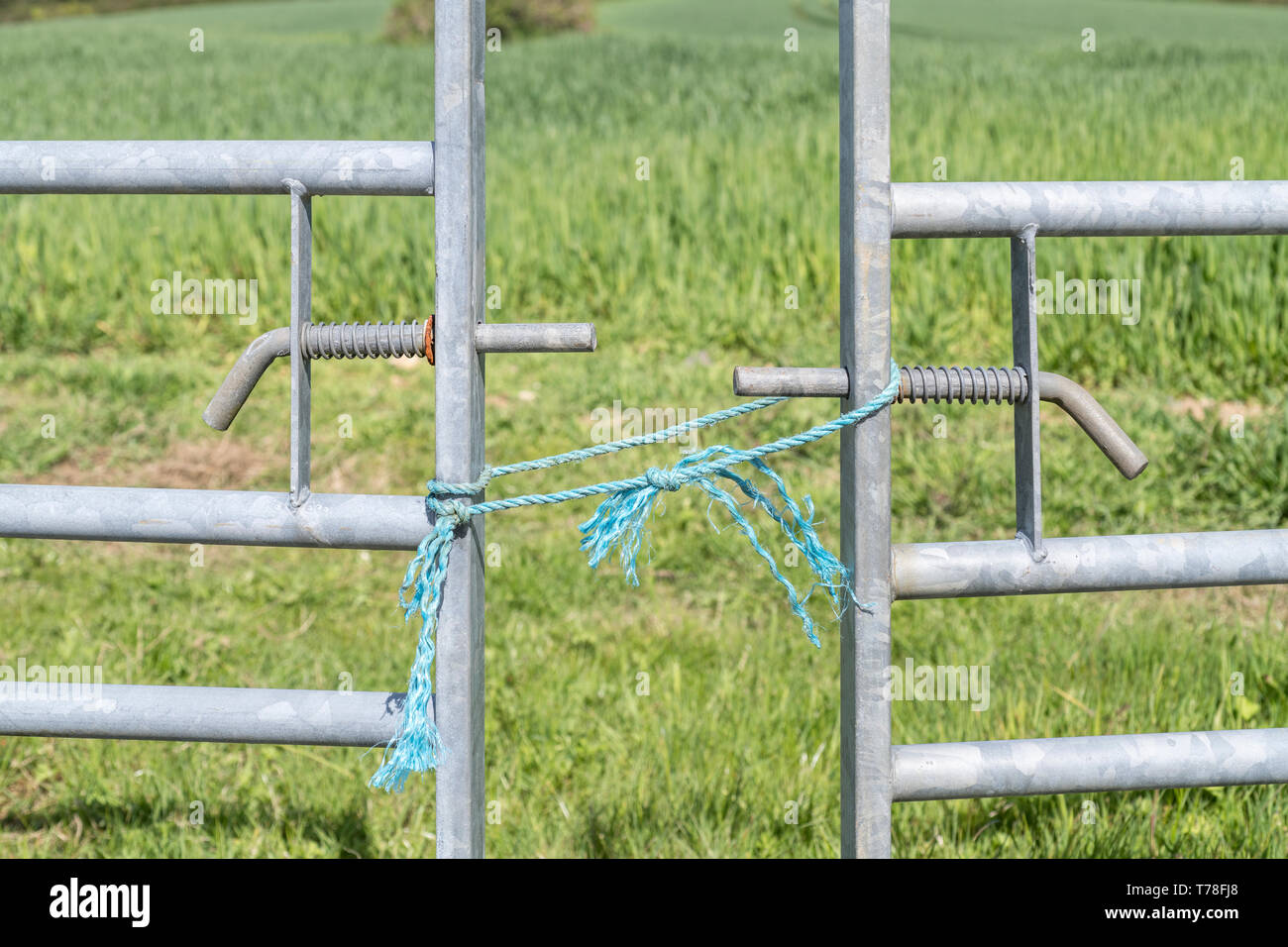 Galvanized steel farm gate across entrance to field, but shut with blue polyester rope knot. For access denied, barrier, keep out, grass greener idiom Stock Photo