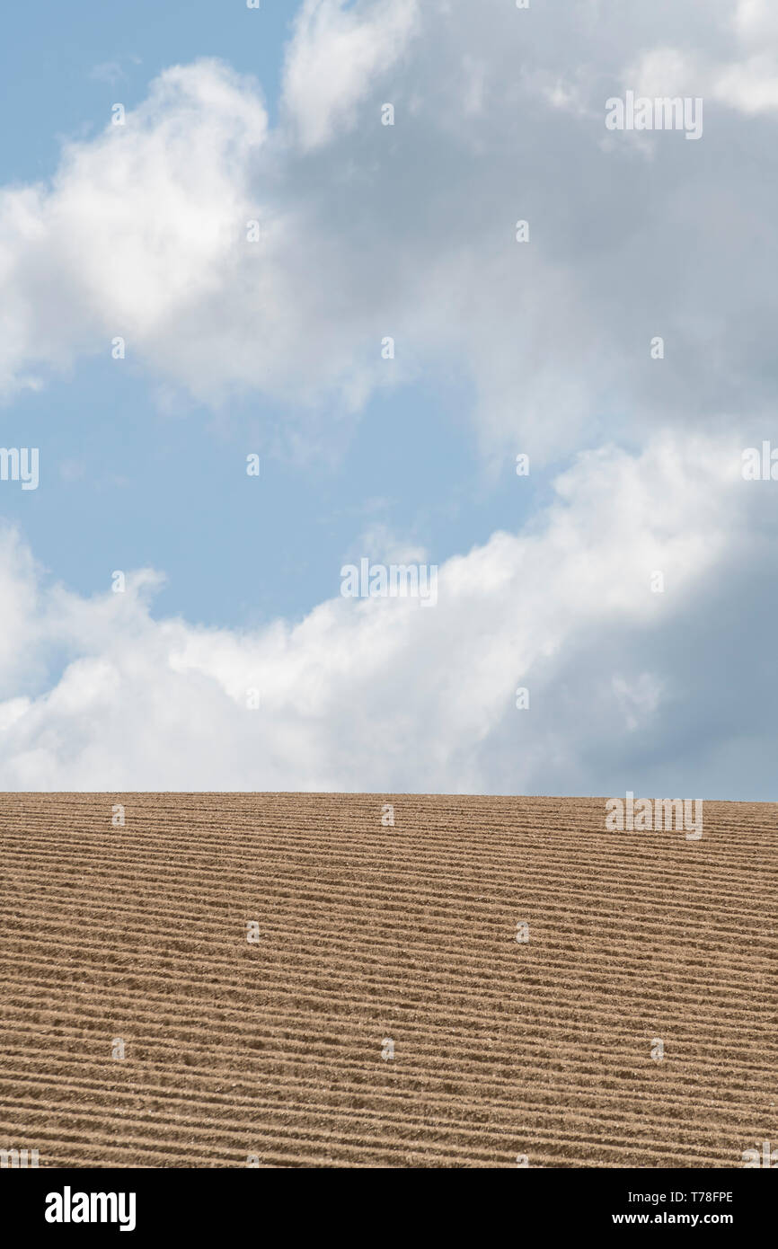 Ridge and furrow patterns in ploughed field of tilled soil - for potato crop. Tilled soil texture, ploughed soil, potato cultivation, agronomy. Stock Photo