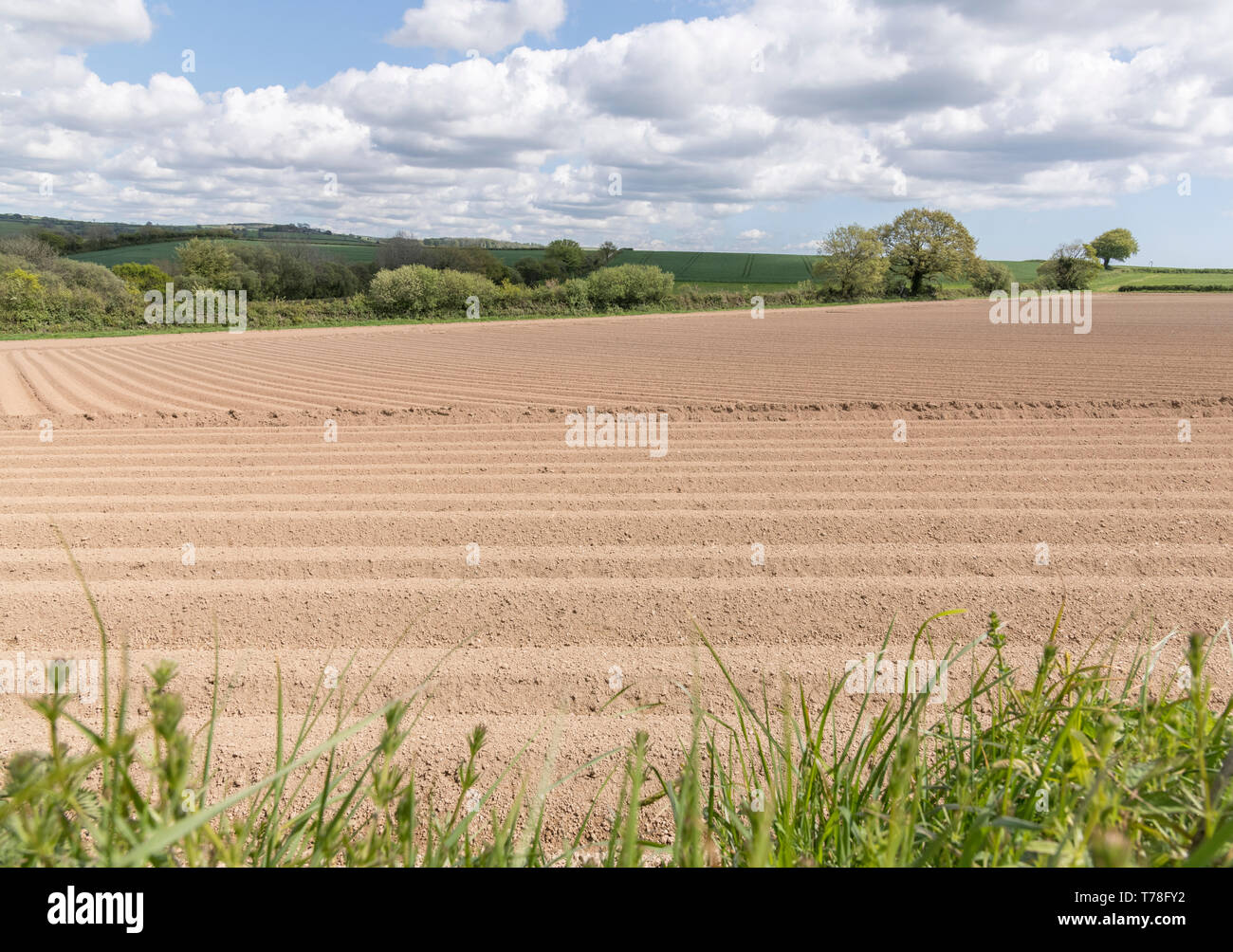 Ridge and furrow patterns in ploughed field of tilled soil - for a potato crop. Ploughed soil, potato cultivation, agronomy. Stock Photo