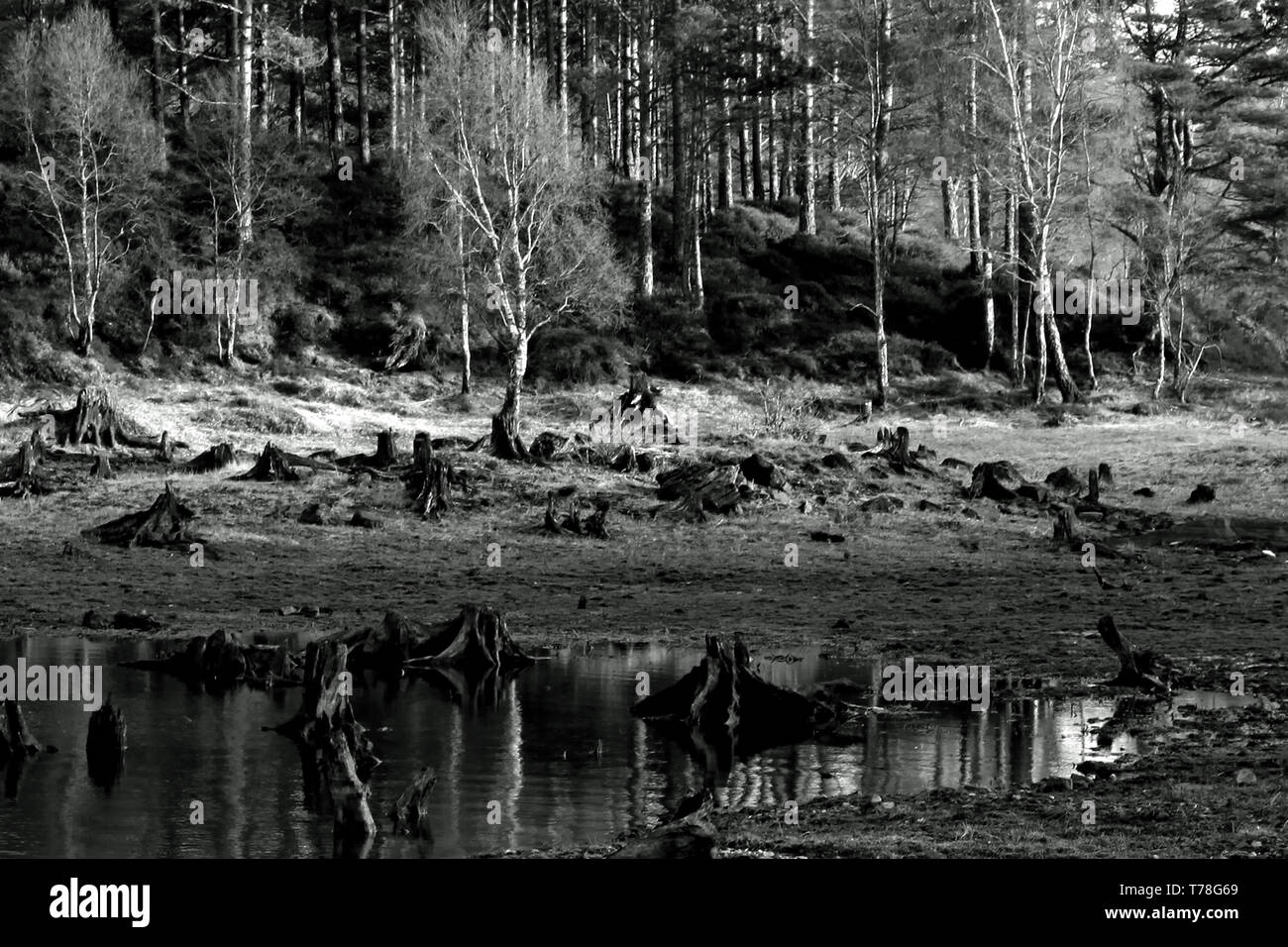 Trees on the waterfront of a lake with reflections in the water Stock ...