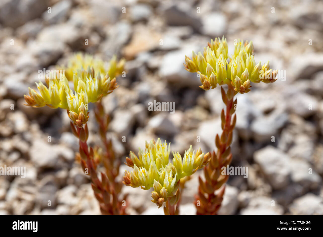 Sedum plants. Succulent and xerophile plants. Mljet Island. Croatia. Europe. Stock Photo