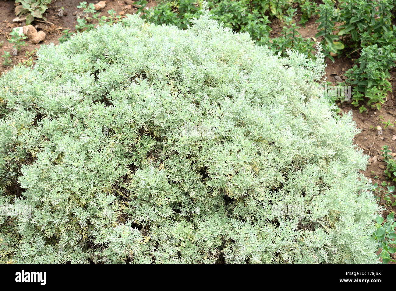 Artemisia absinthium (absinthe, absinthium, absinthe wormwood, grand