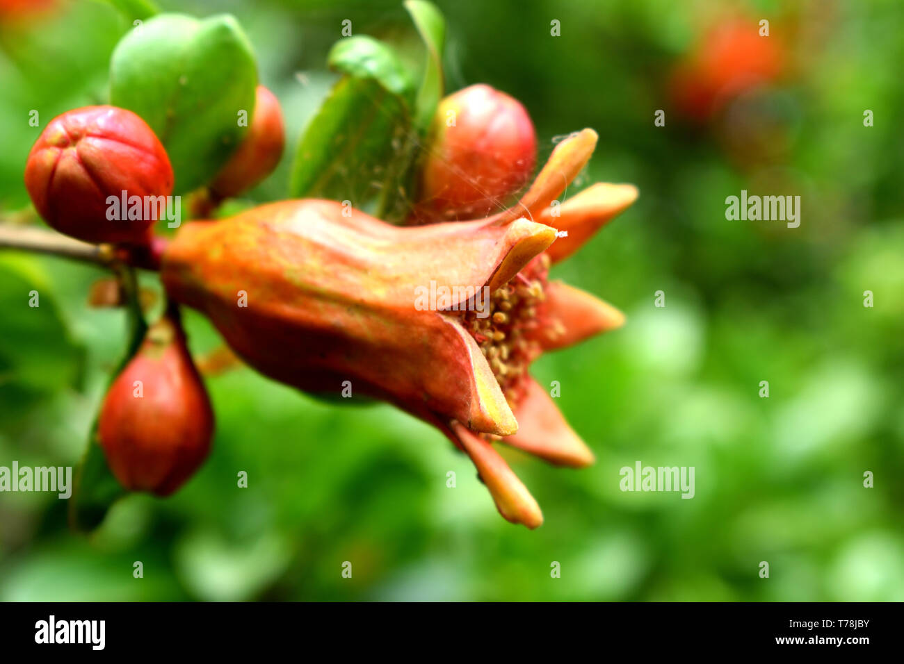 head flower of pomegranate tree Stock Photo