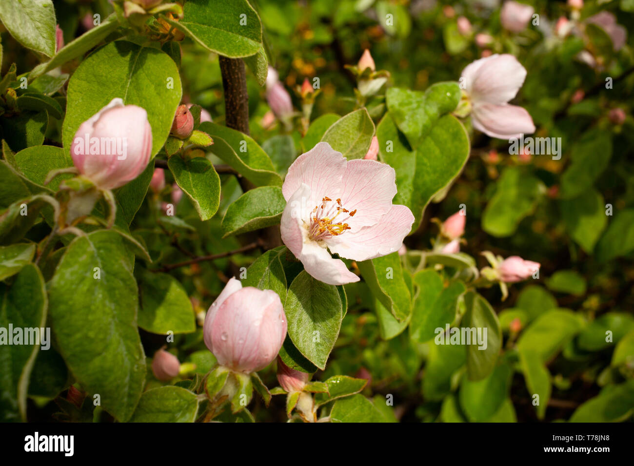 quince tree blossom Stock Photo