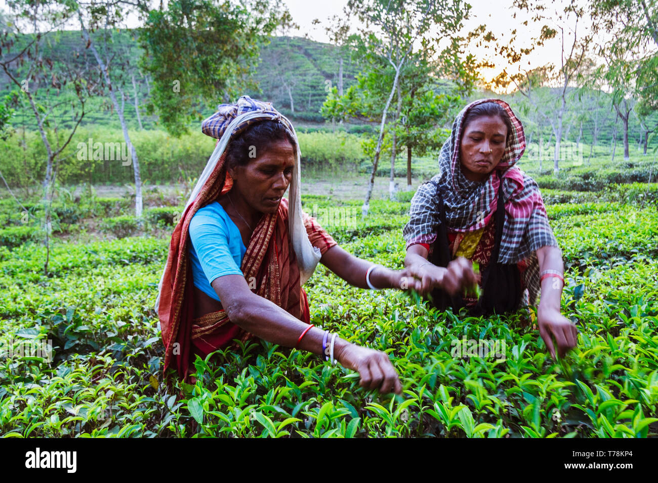 Sreemangal, Sylhet, Bangladesh : Two women collect fresh tea leaves at a tea estate in Srremangal Upazila. With a production of over the 3% of global  Stock Photo