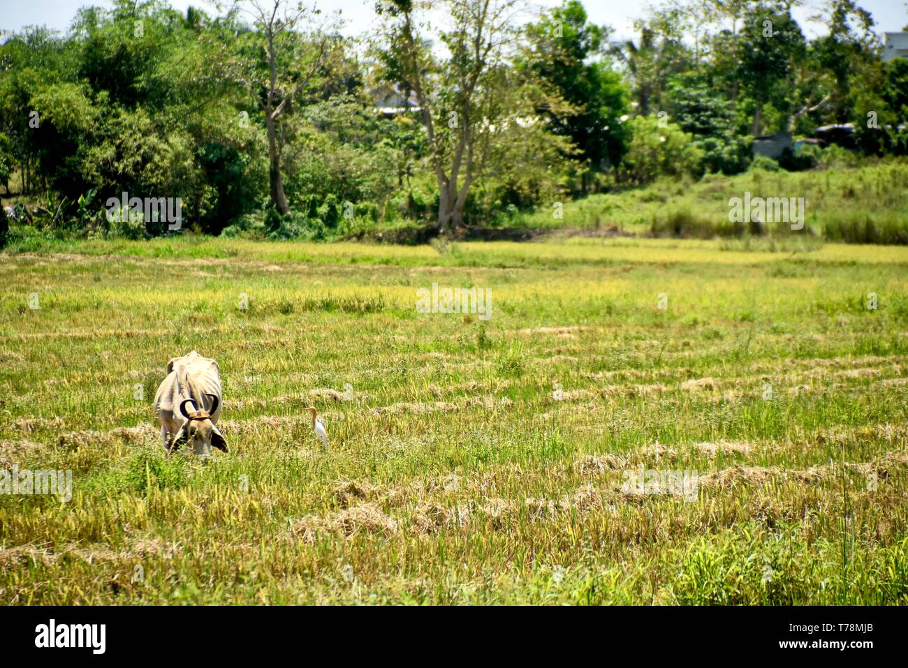 Cordon Rice Field Around the Santiago City, Isabela, Philippines, Santiago City ...