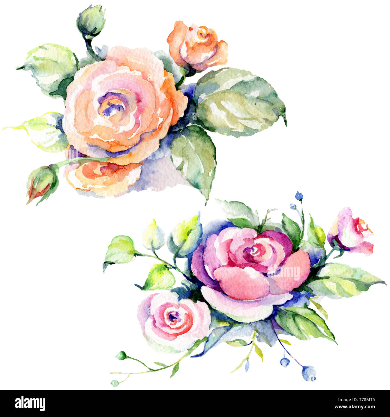 Pink rose bouquet loral botanical flowers. Watercolor background set ...